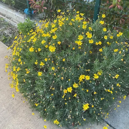 Apartment Mahane Tirana